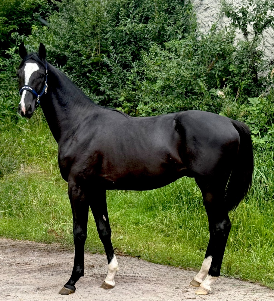Zdjęcie konia TABANO Z