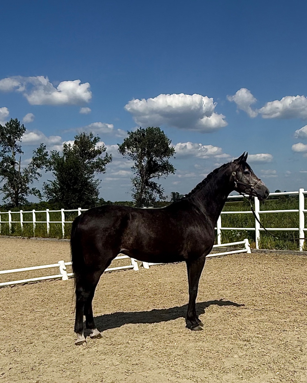 Zdjęcie konia KILIMAN'S ECHO Z